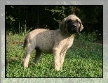 m�ody, Mastif angielski, Mastiff