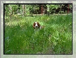 Springer spaniel walijski, wysoka, trawa
